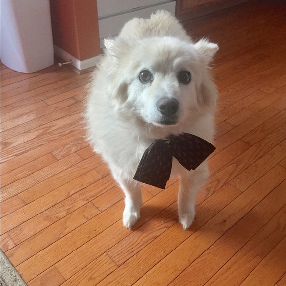 Meet your Posher, Teddy - Picture 1 of 1